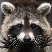 Raccon