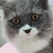 别人身边都是青梅竹马，我的身边都春竹和梅马