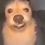 Pitoco