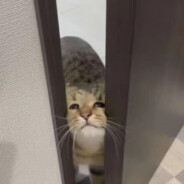 我要吃芝士汉堡