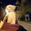 ➤healing cat