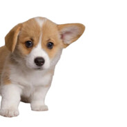 胡萝卜爆炒和牛