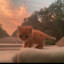 Hadoucat