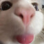 pussbuc
