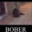 bober