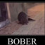 bober