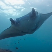 Manta( ′ ︵ ｀ )