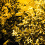 GoldReed's avatar