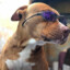 Pitbull