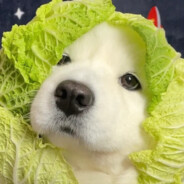 小企鹅子捞月亮