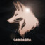 Campabra
