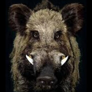 Drooling Feral Hog