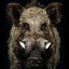 Drooling Feral Hog