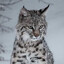 - Lynx -
