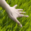 grass toucher