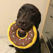 donut