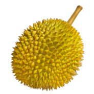 durian