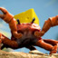 Crab Brayve