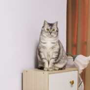 超级冰冷饼饼饼饼干