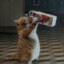 CreammMilk