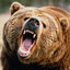 A Fucking Bear