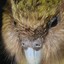 Kakapo who can use a computer