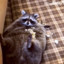 Fat Raccoon Eating Popcorn