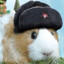 The-Guineapig