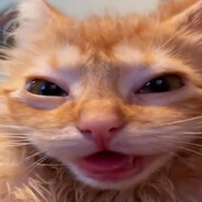 ♪Kลℑ๓๏๏๏ƒ