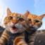 沉默布偶猫