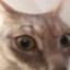 Yenom