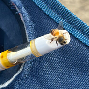 penbee