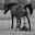 crazy nigga horse avatar