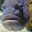 NuPa