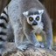 Mr.lemur