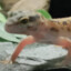 GeCkO