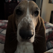 Beavyboi