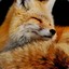 Renard