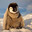 freezing penguin