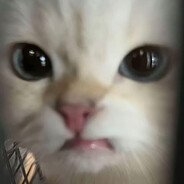 萧萧