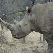 Rhino The Marauder YT