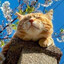 kotik's avatar