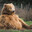 Kuschelbär