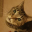 Fifi