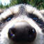Ultimate Raccoon