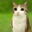 Meowl
