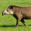 TapirusMasteR