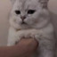 maibo