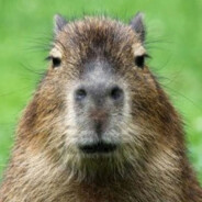 Bergly