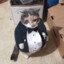 котяра джентельм